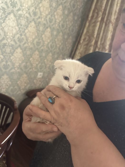 котята породистый