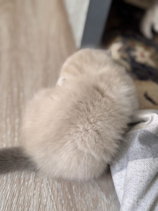 Котята scotch- fold