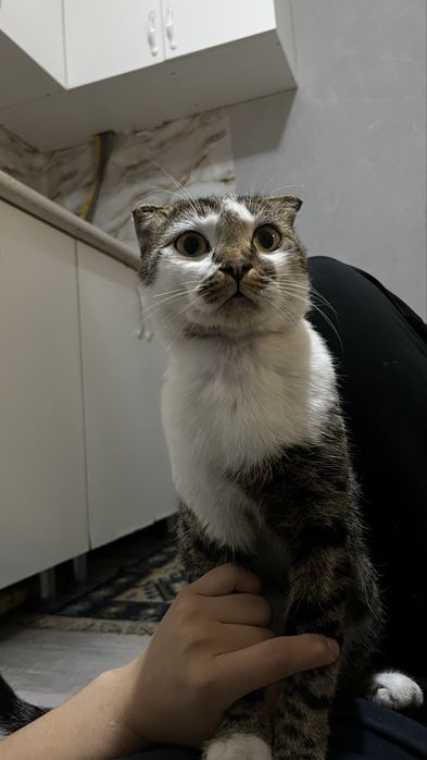 Шотландский кот( вислоухий)