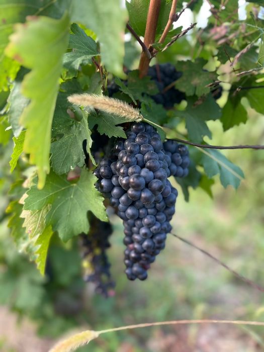 Struguri valea calugarească