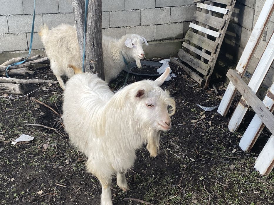 Продам козу молочной породы