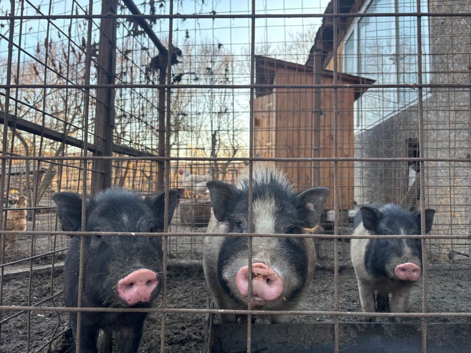 Vand 400 lei bucata in Cristur Criseni
