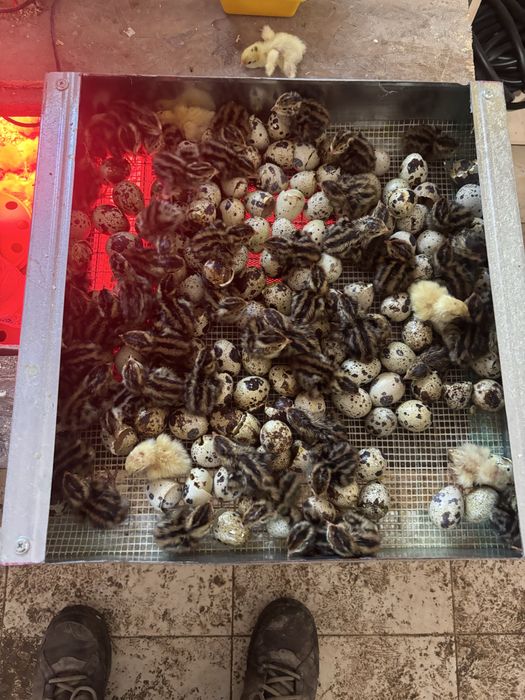 Пъдпъдъци маджурски,японски,селадона,фараон,китайски