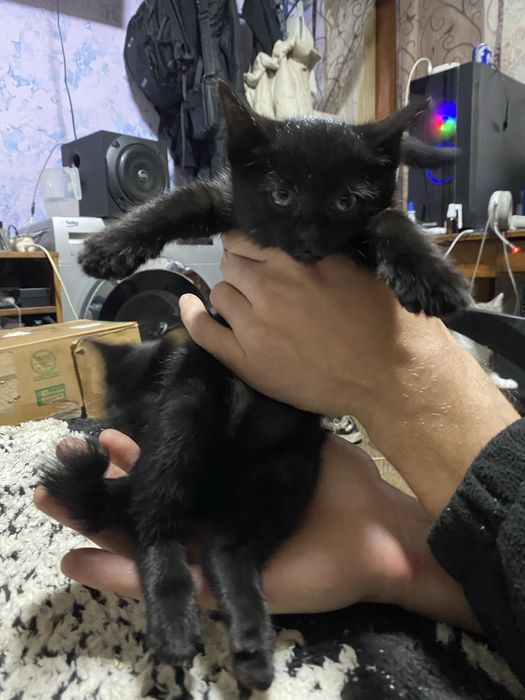 Отдам котят в добрые руки