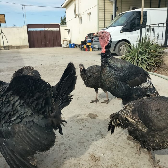 Үндік- павлин сатылады. Бағасы 25000теңгеден