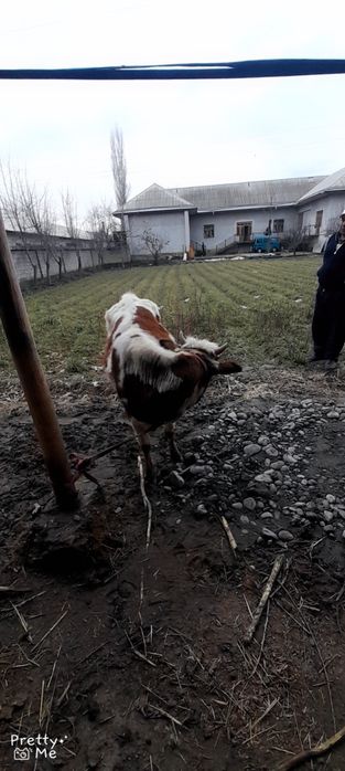 Gunojin sotladi soglom yeb ichishi zor