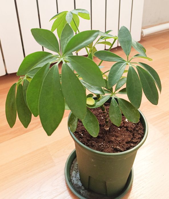 Шеффлера(Schefflera arboricola).