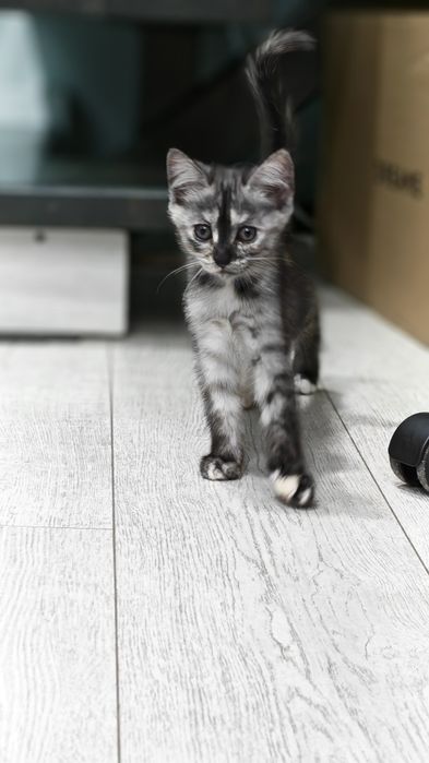 Отдам кошечеку, 2 месяца, домашняя