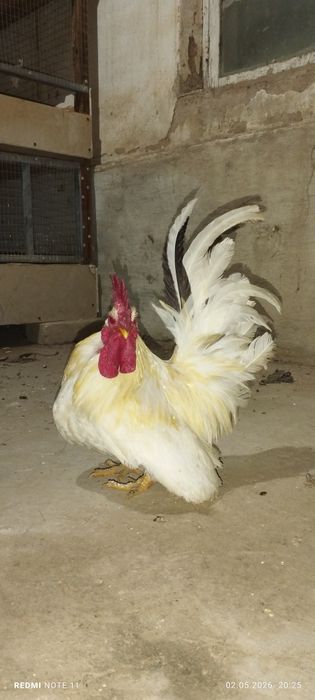 Shabo xo'rozchalar