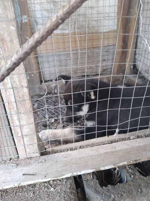 Продам собаку самка