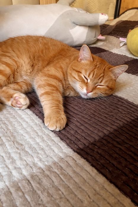 Передержка котов и кошек