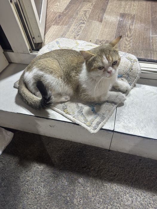 Очаровательная кошка (похожа на скоттиш-страйт) в добрые руки! Срочно