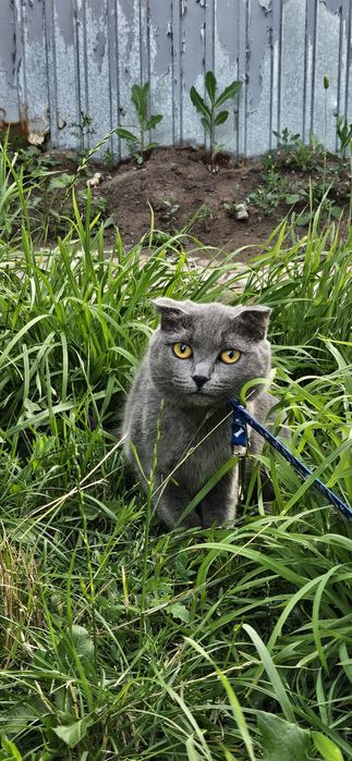 Отдам кошку в добрые руки