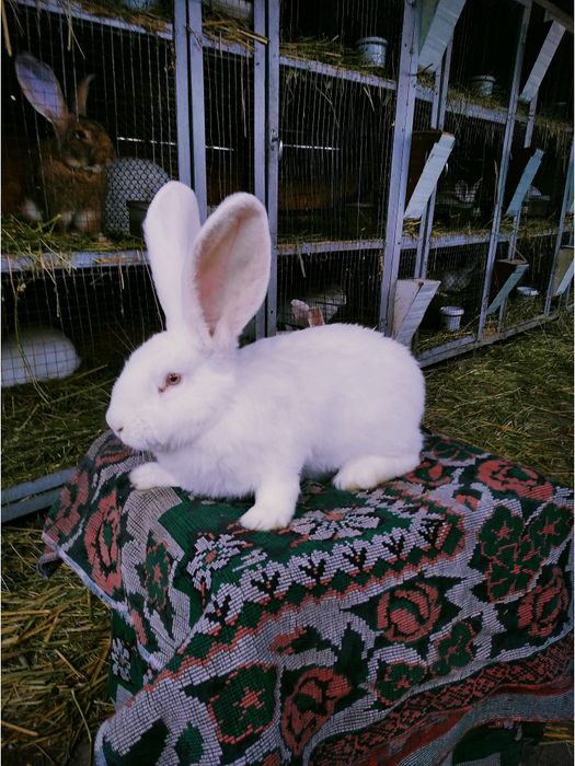 Продажа крольчат Фландр