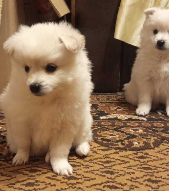 Мини шпиц-пумеран