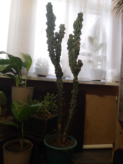 Продам комнатные цветы