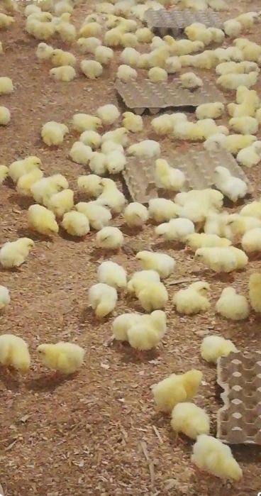 Цыплята бройлер суточные фабричные