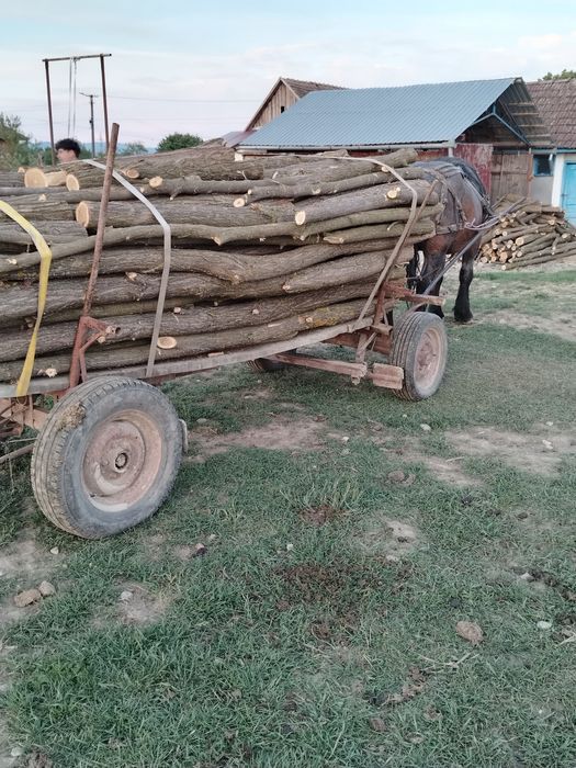 Vând armăsar 8 ani garantat