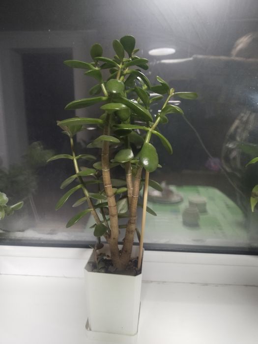 Крассула (денежное дерево)