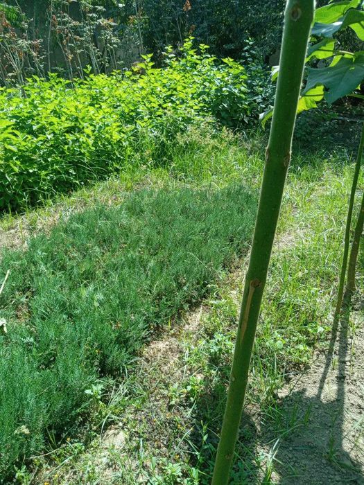 Можжевельник ва бошка турдаги кучатлари сотилади