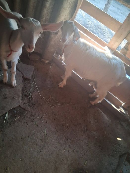 Disponibile 2 iede de 4,5 luni   
1 țap metis anglonubian cu sannen 6 luni
Toți provin din capre bune de lapte