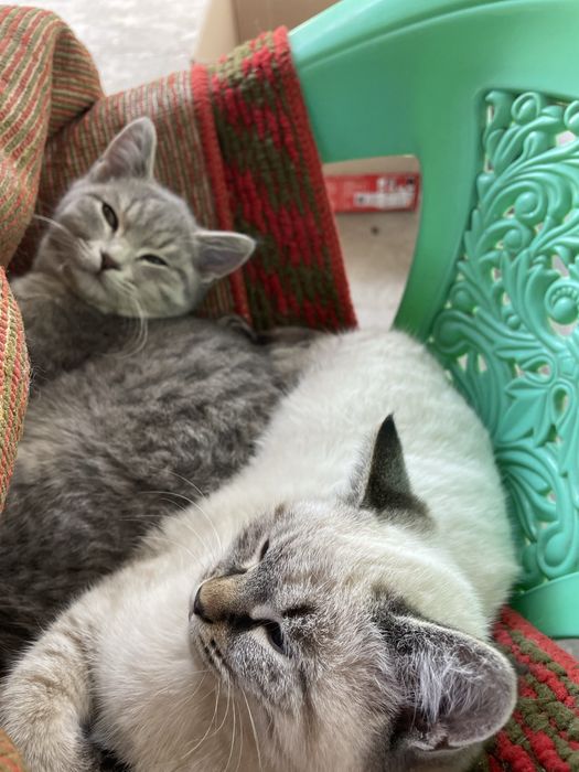 Отдам даром котят в хорошие руки