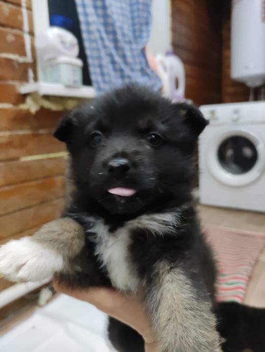 Малышки среднего размера ищут дом