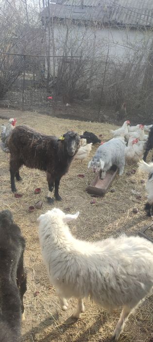 Продам коз или обменяю
