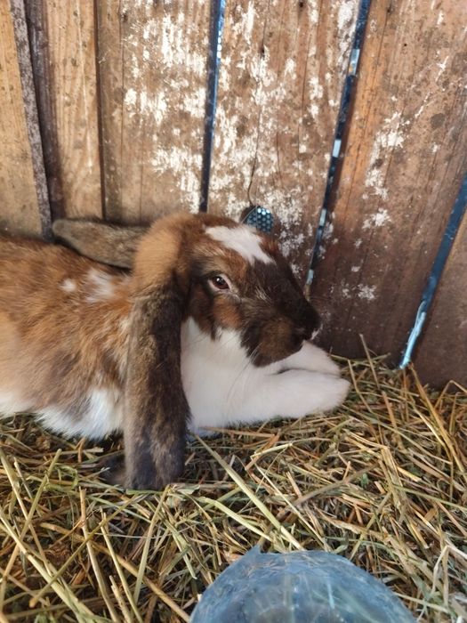 Iepure berbec german