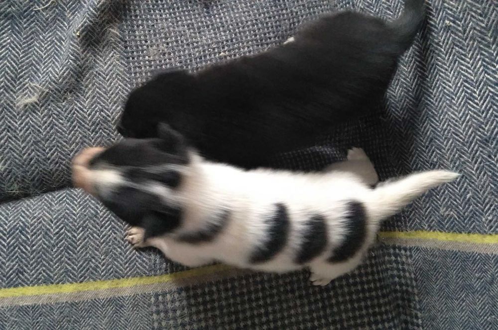 Кобельки в добрые руки