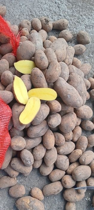 Продам Картофель оптом