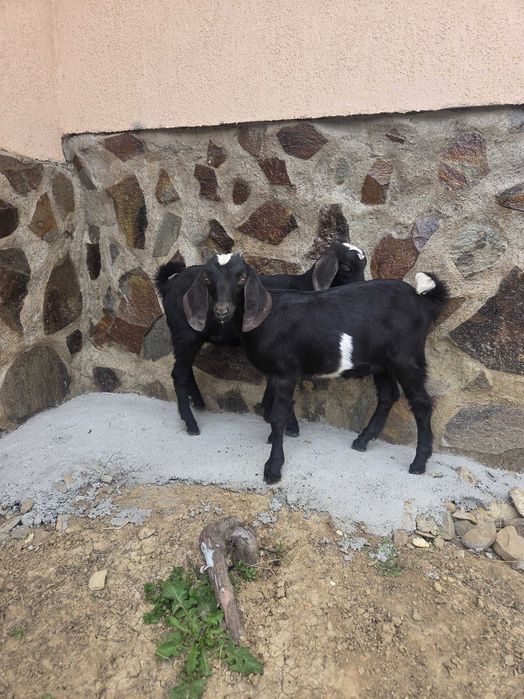 Tapisori anglonubian