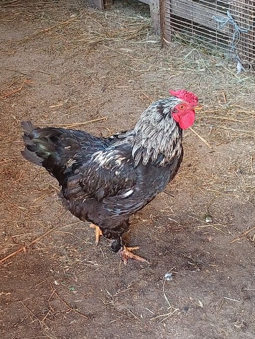 Cocoși de vânzare