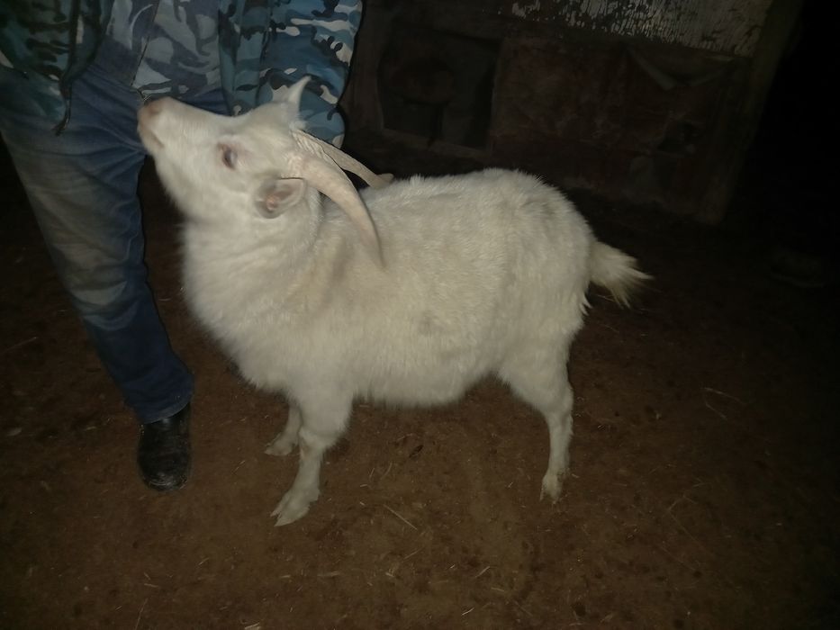 Ешкі сатылады бағасы