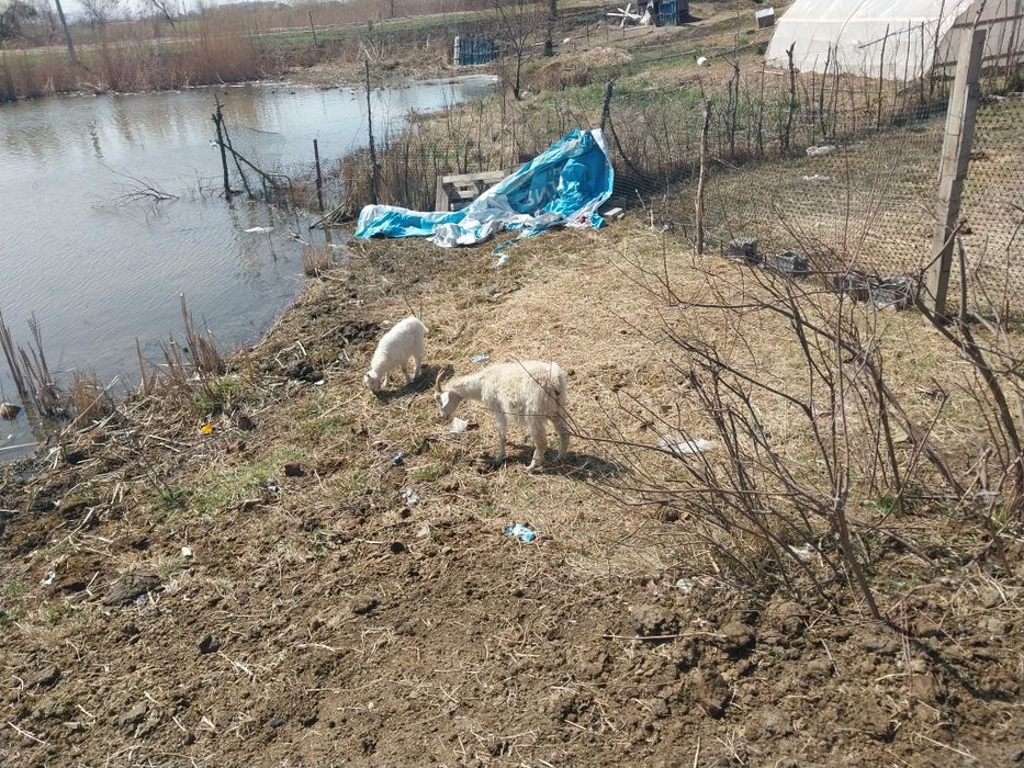 коза с козленком