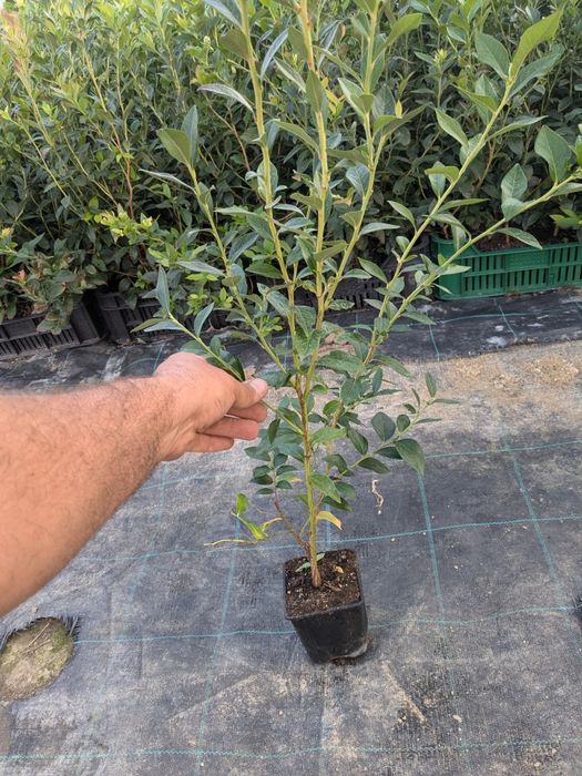 Butași afin Reka, Eliot, Aurora