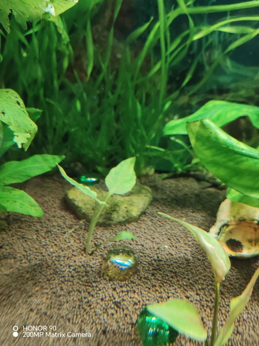 Продам аквариумные растения