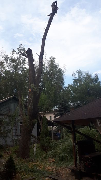 Спил деревьев чистка участка