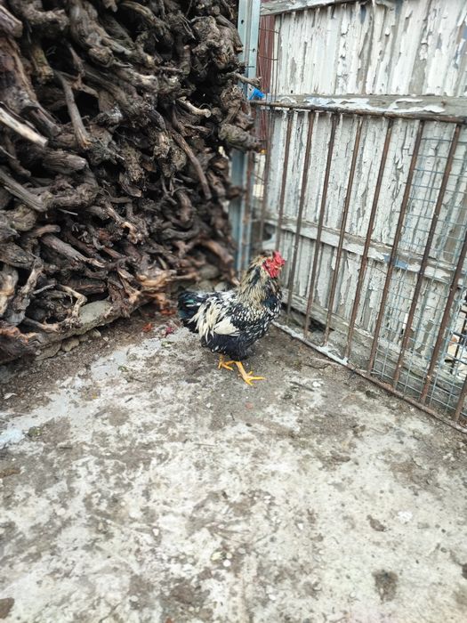 Cocos moțat bărbos metis wyandotte+ puica wyandotte