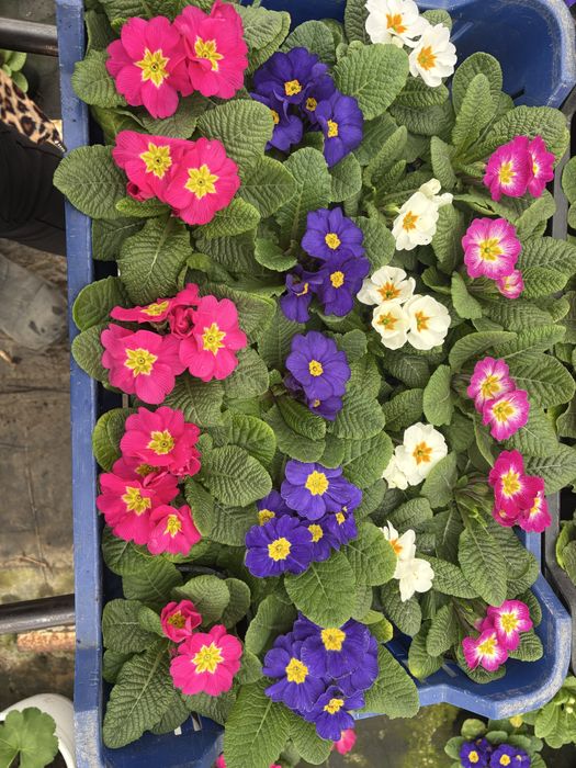 Zambile,primule si Cyclamen