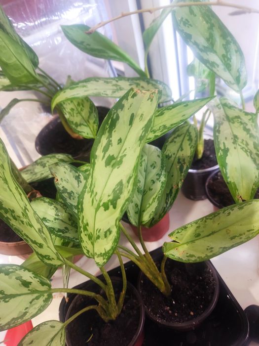 продам комнатные цветы