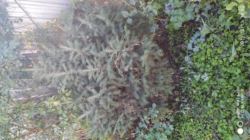 Ёлки ёлки ёлки ёлки