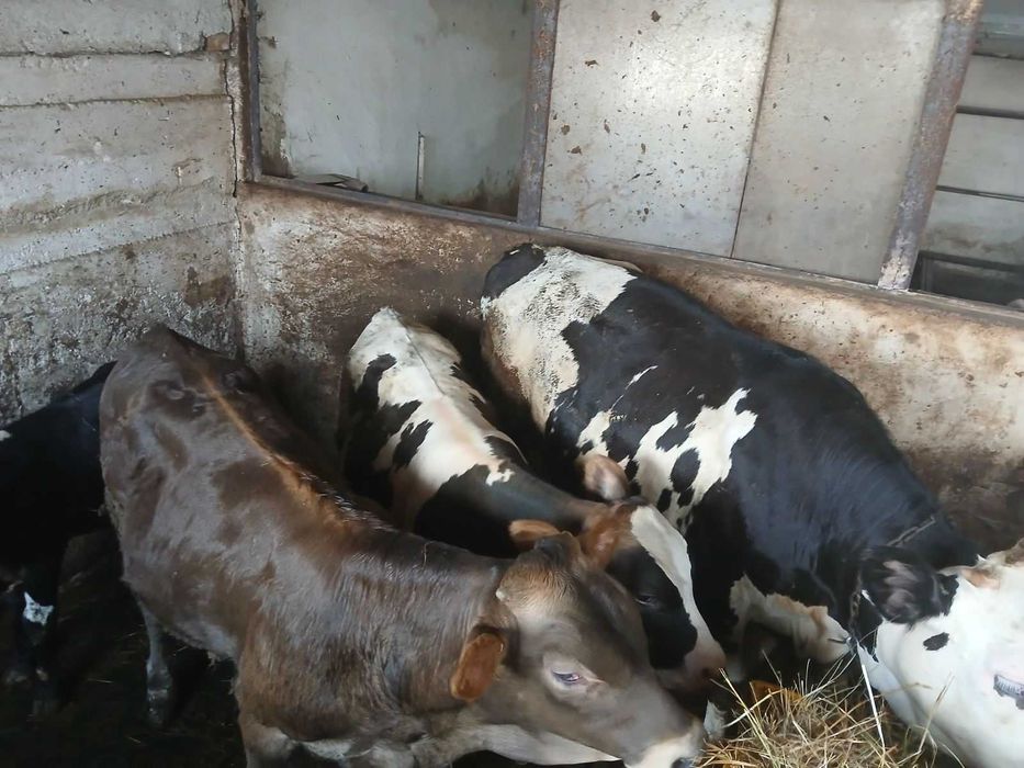 Продавам мъжки и женски телета