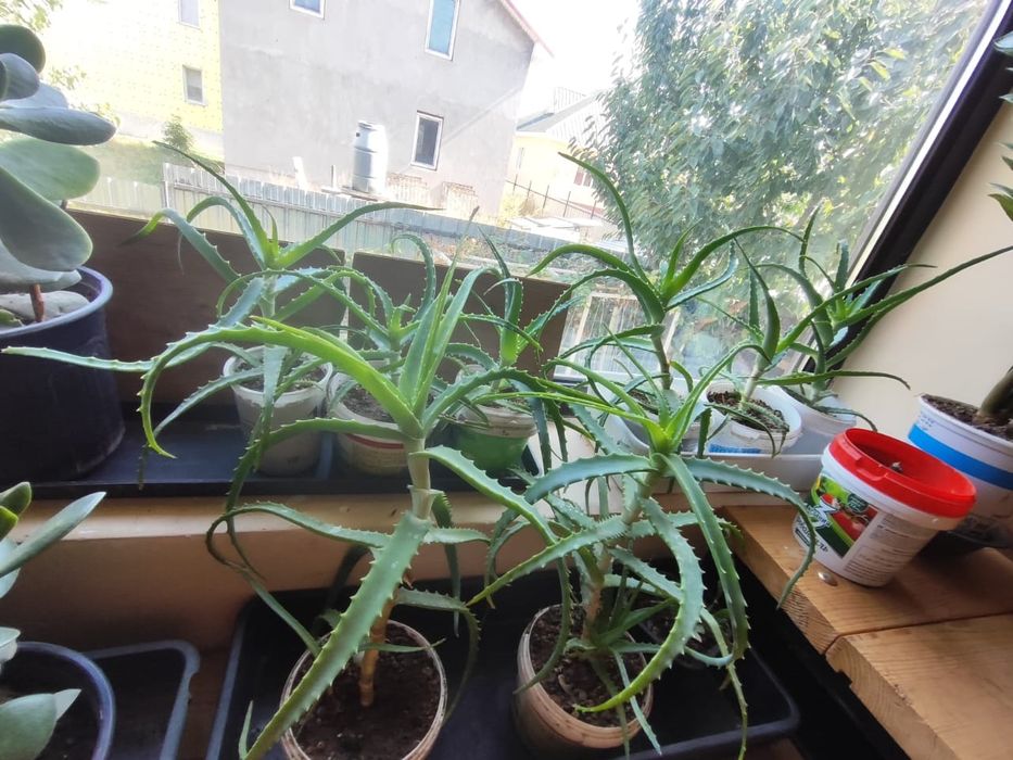 Алоэ лечебный столетник