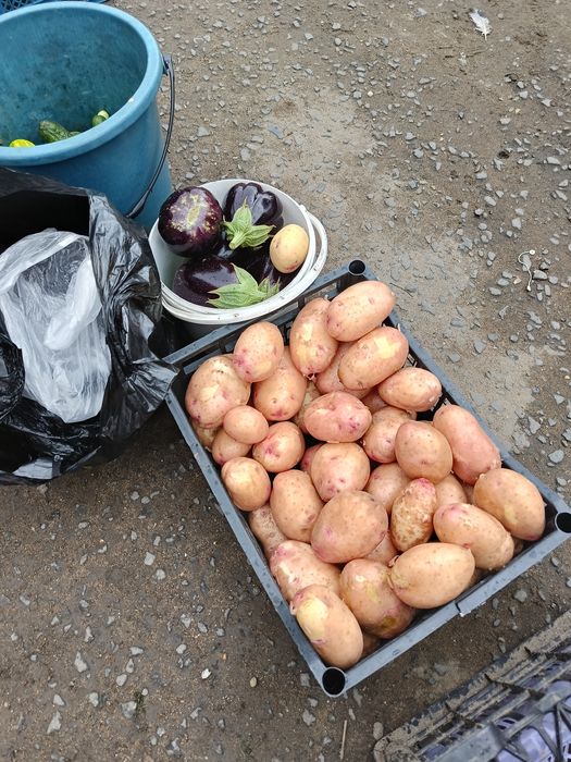 Продам дачу Сад Реченька