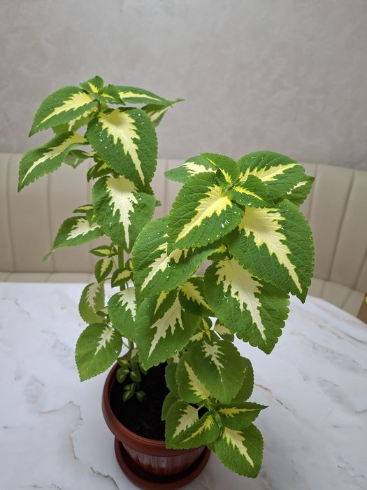 Продам комнатный цветок колеус