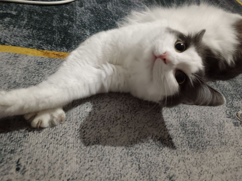 Отдам кота 10 месяцев