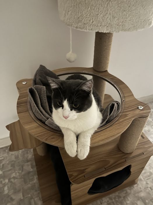 Кошечка в заботливые руки