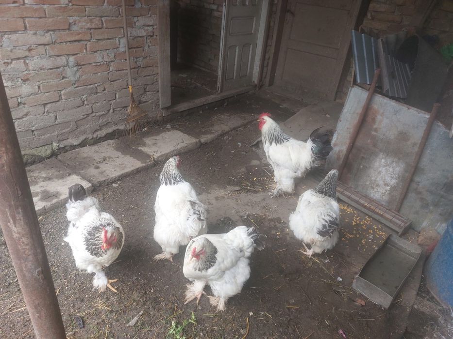 Vând găini rasa Brahma ,un cucoș și patru găini (foarte frumoase )