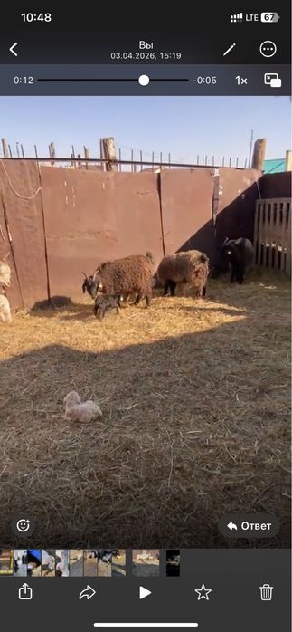 Ешки сатамын лагымен, козы продаются с козленком